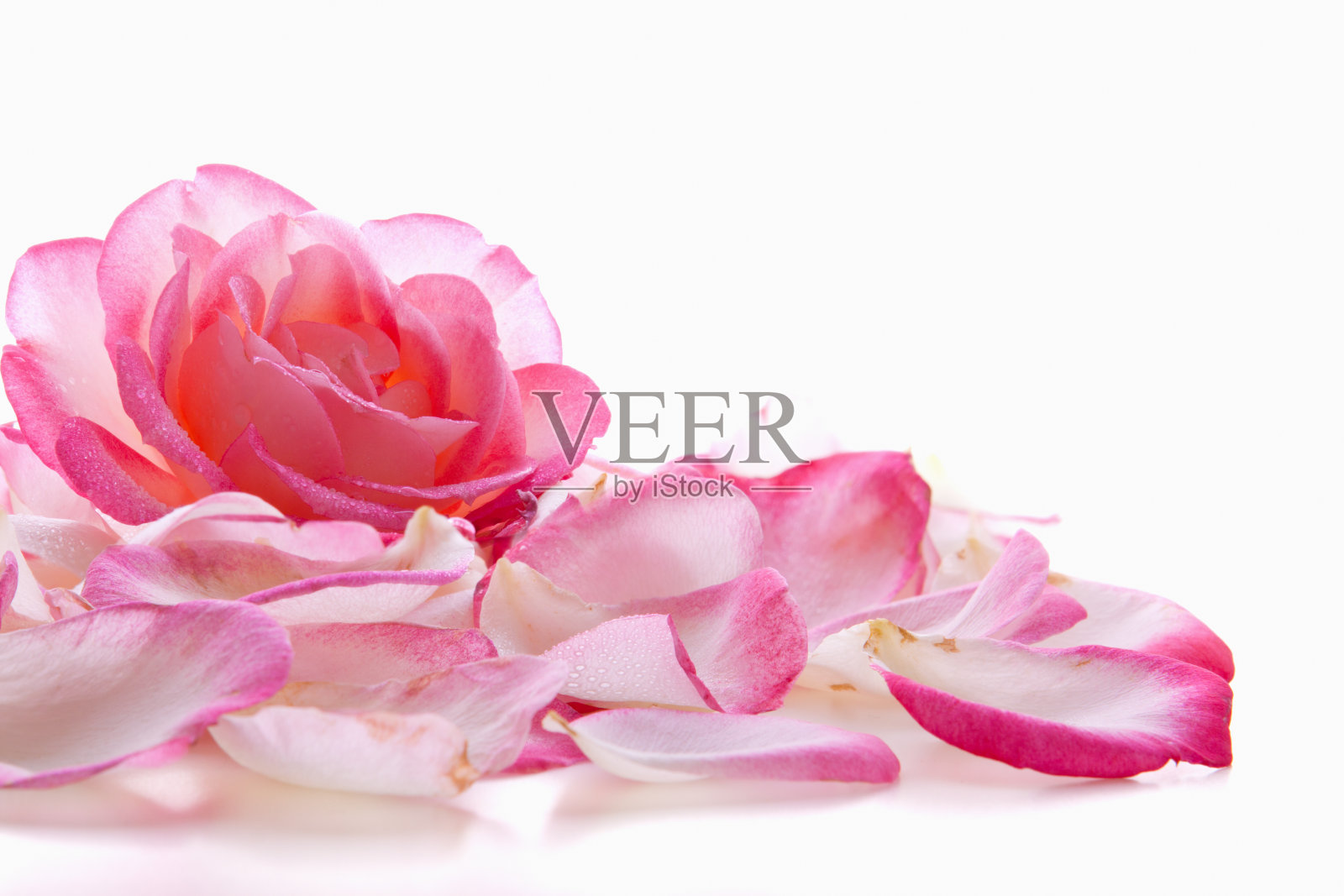 粉红色的玫瑰花瓣。照片摄影图片