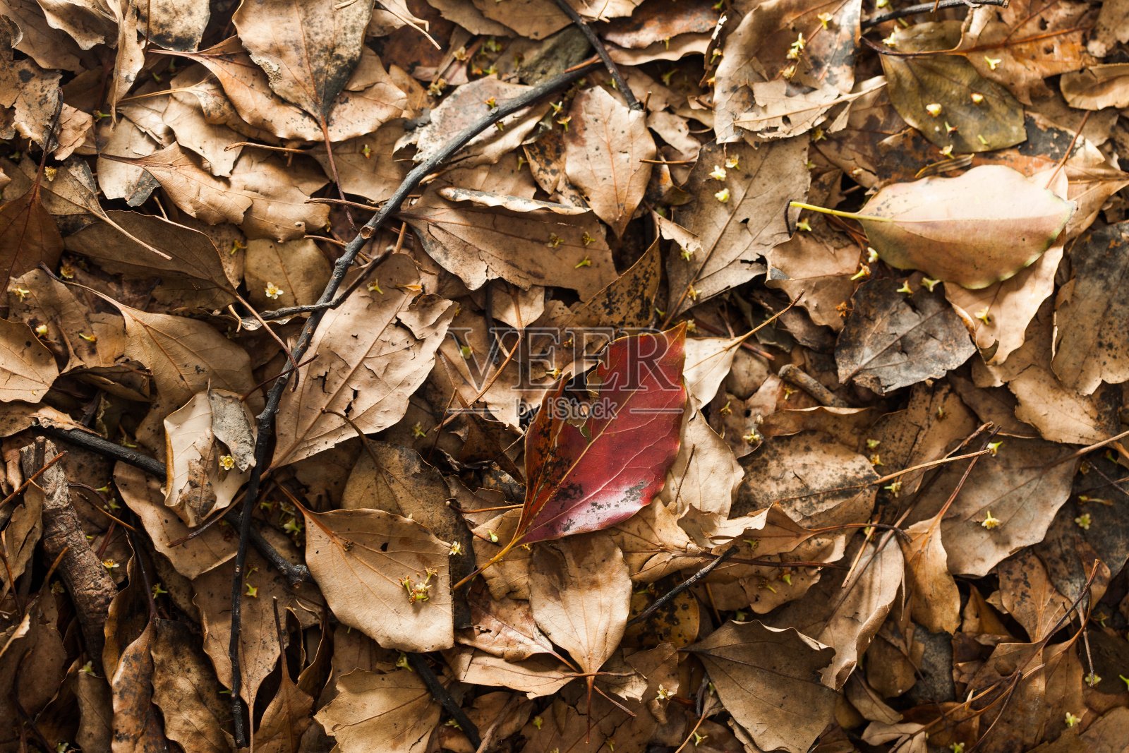 秋天的落叶枯萎照片摄影图片