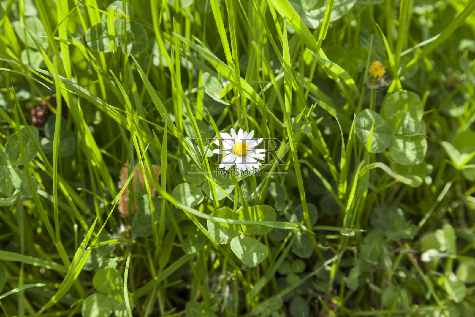草丛中的雏菊照片摄影图片