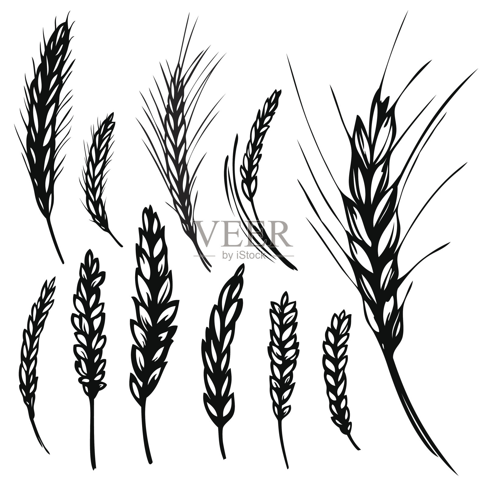 不同的卡通黑麦和小麦在白色的背景插画图片素材
