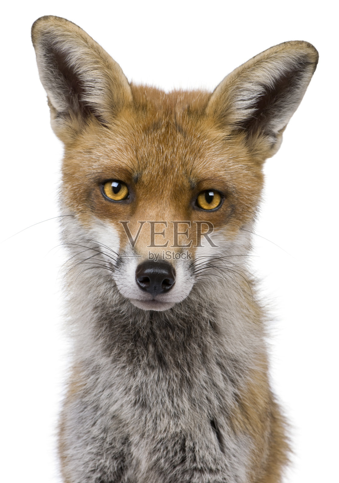 白色背景上的红狐头像照片摄影图片