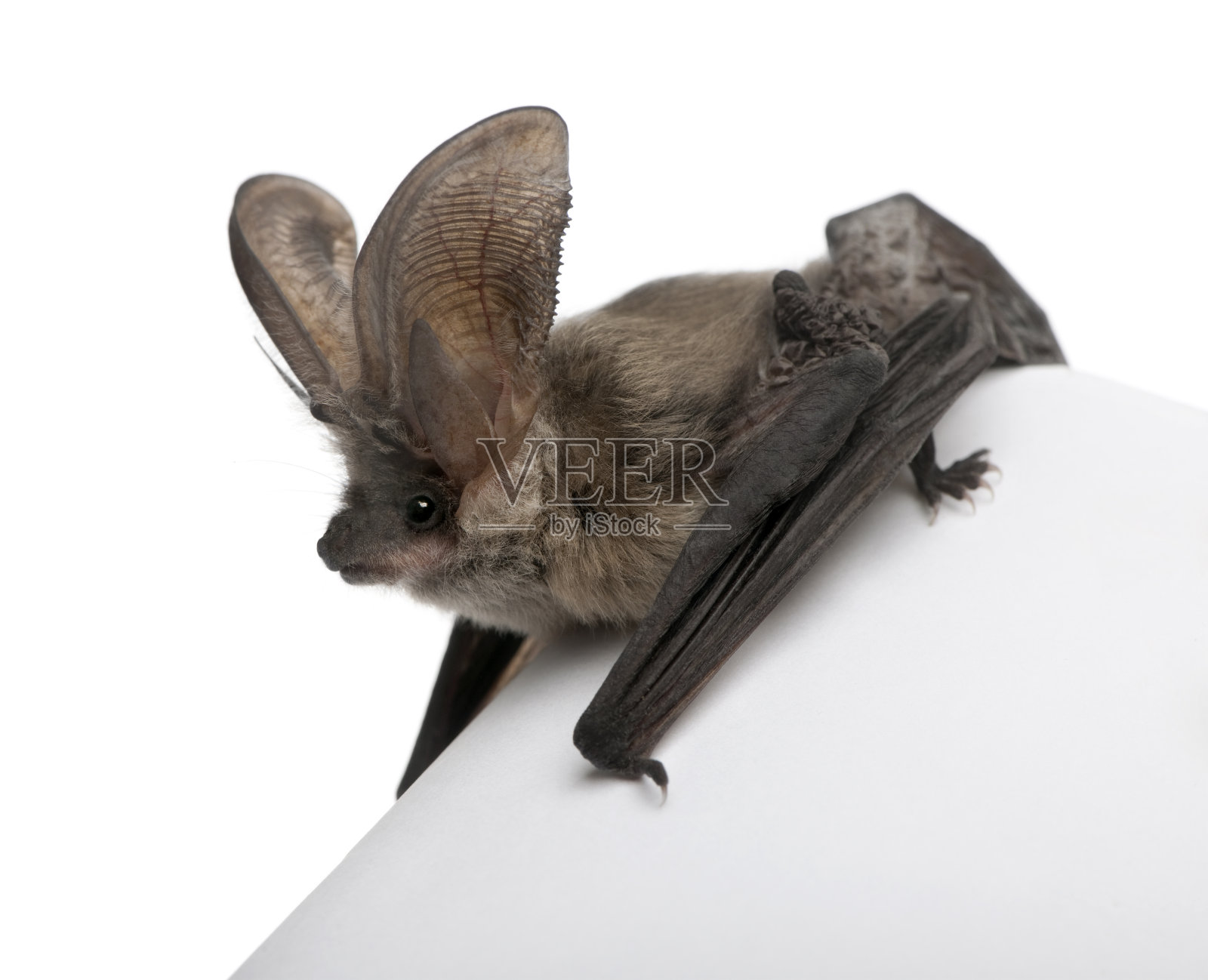 白色背景前的灰色长耳蝙蝠照片摄影图片