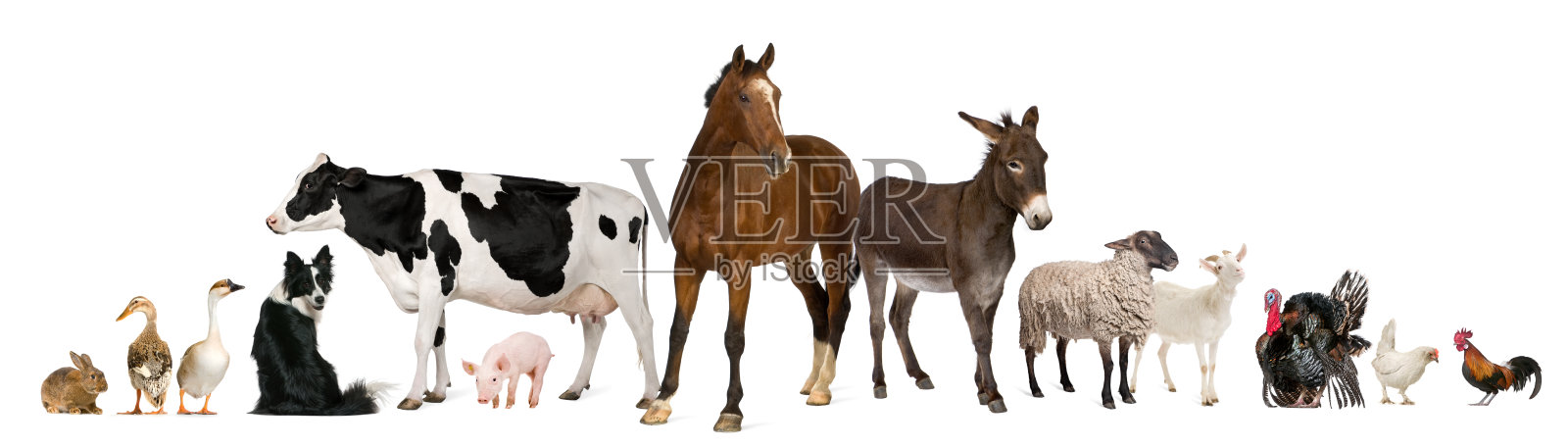 各种农场动物，白色背景。照片摄影图片