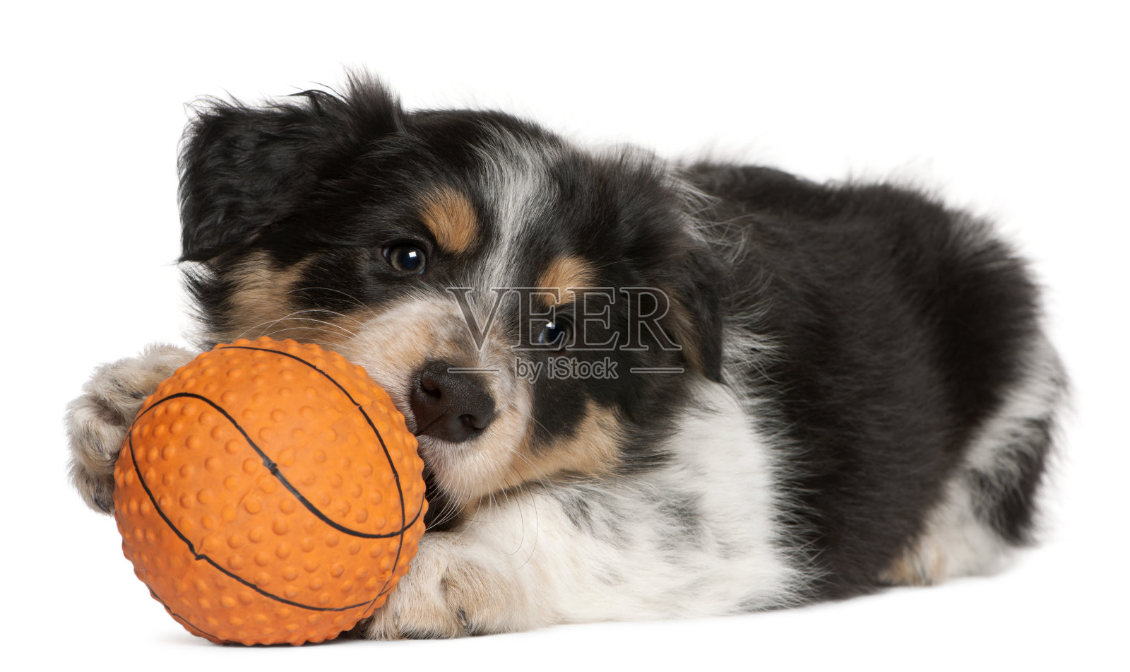 边境牧羊犬小狗玩着玩具篮球，白色的背景。照片摄影图片