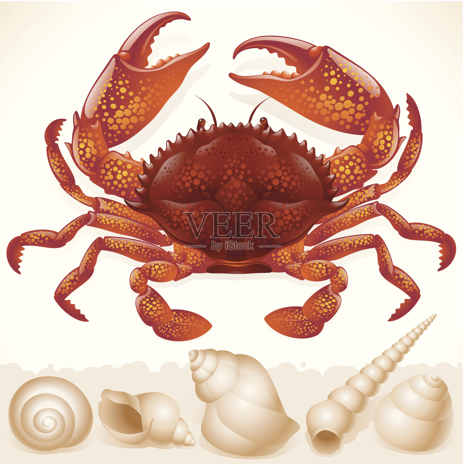 红蟹和一些贝壳插画图片素材