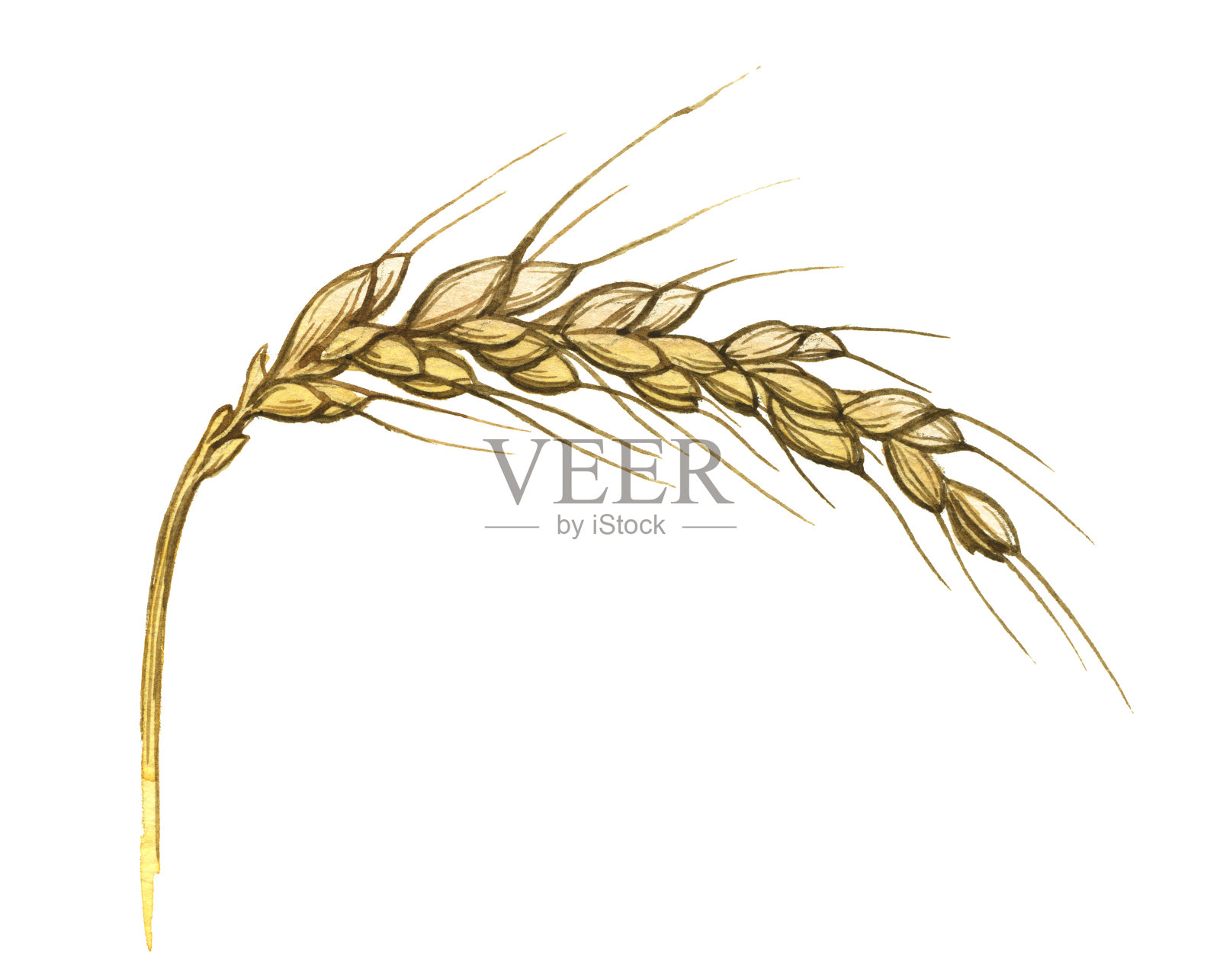 水彩插图小麦穗上白色插画图片素材