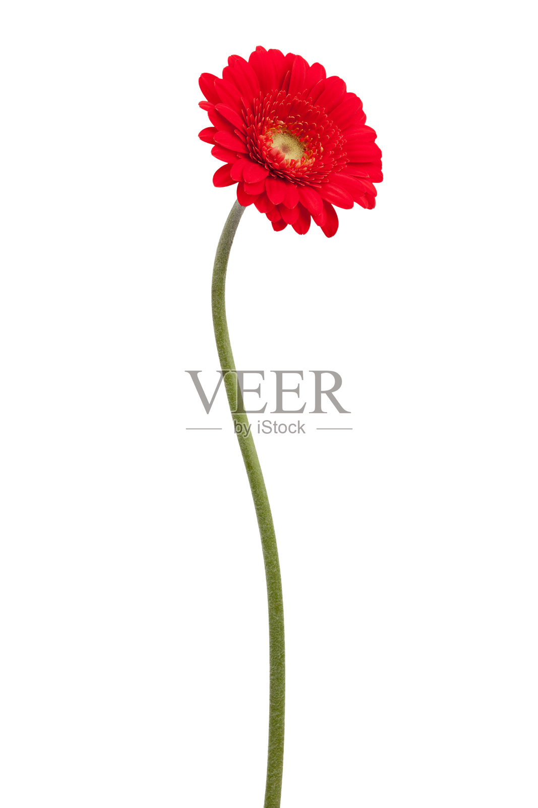 弯曲茎上的红非洲菊照片摄影图片