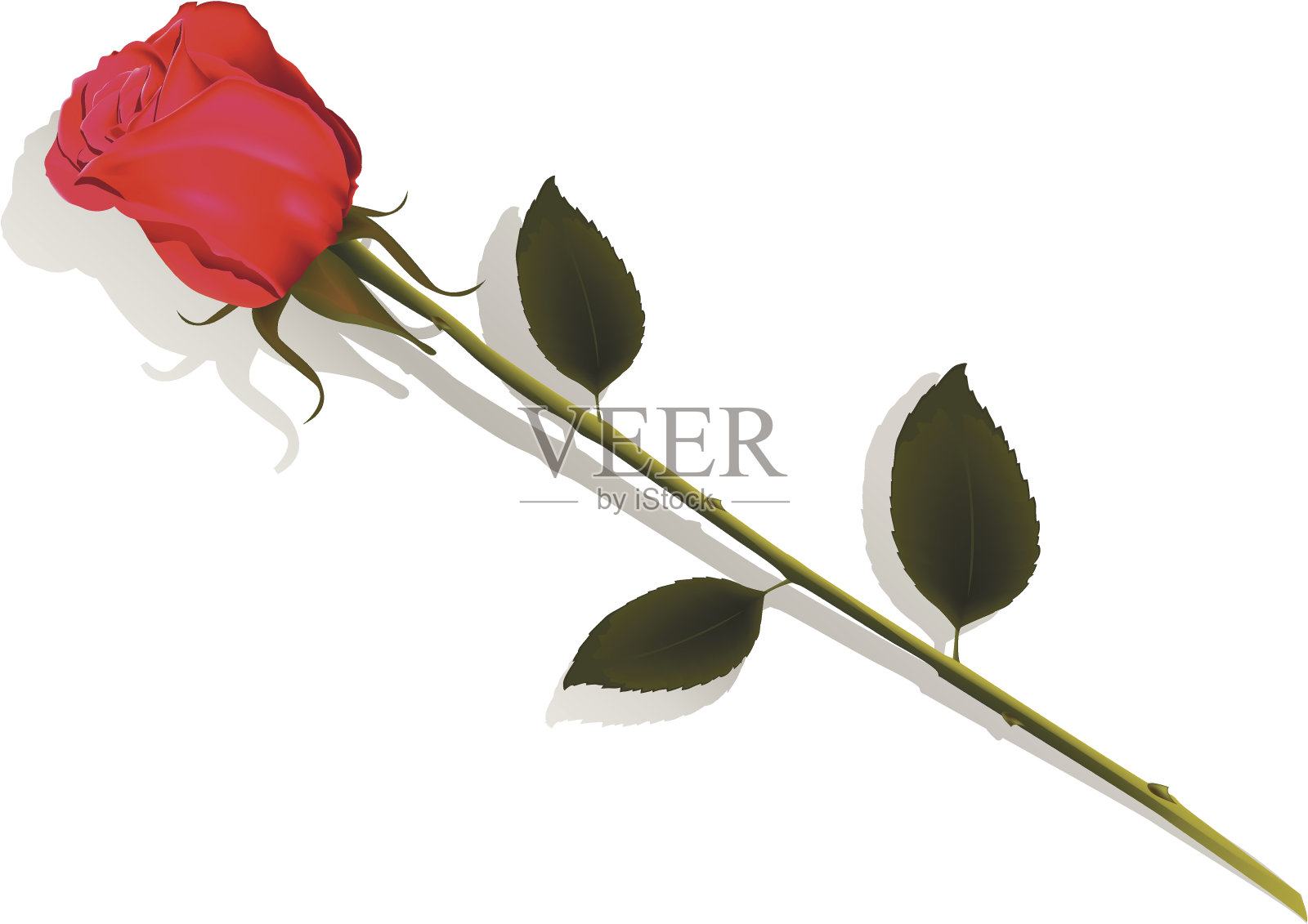 红玫瑰插画图片素材