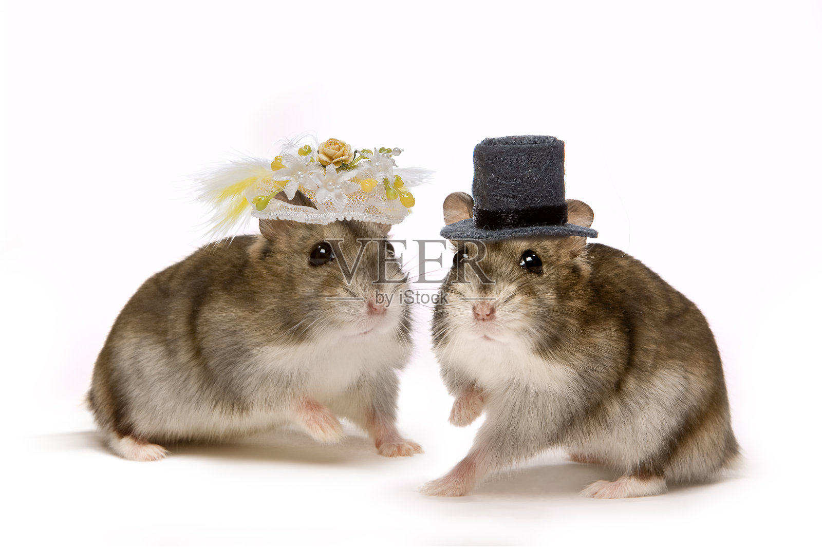 仓鼠的婚礼照片摄影图片