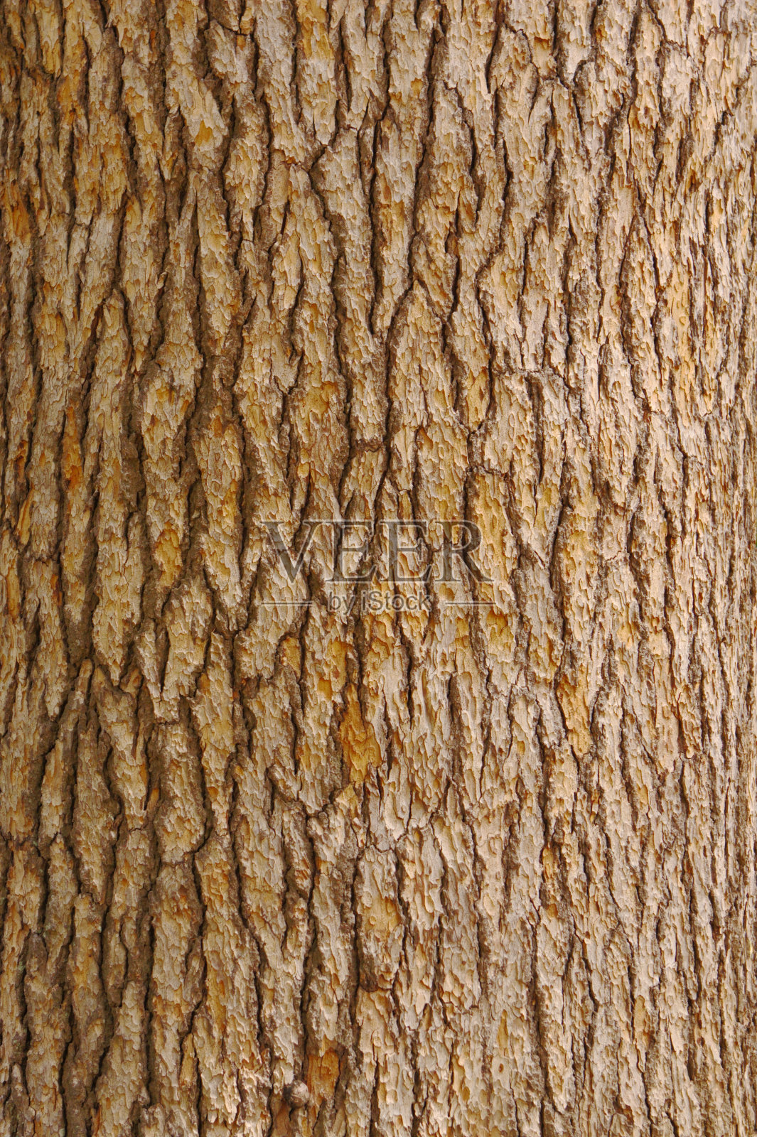 松树皮纹理照片摄影图片