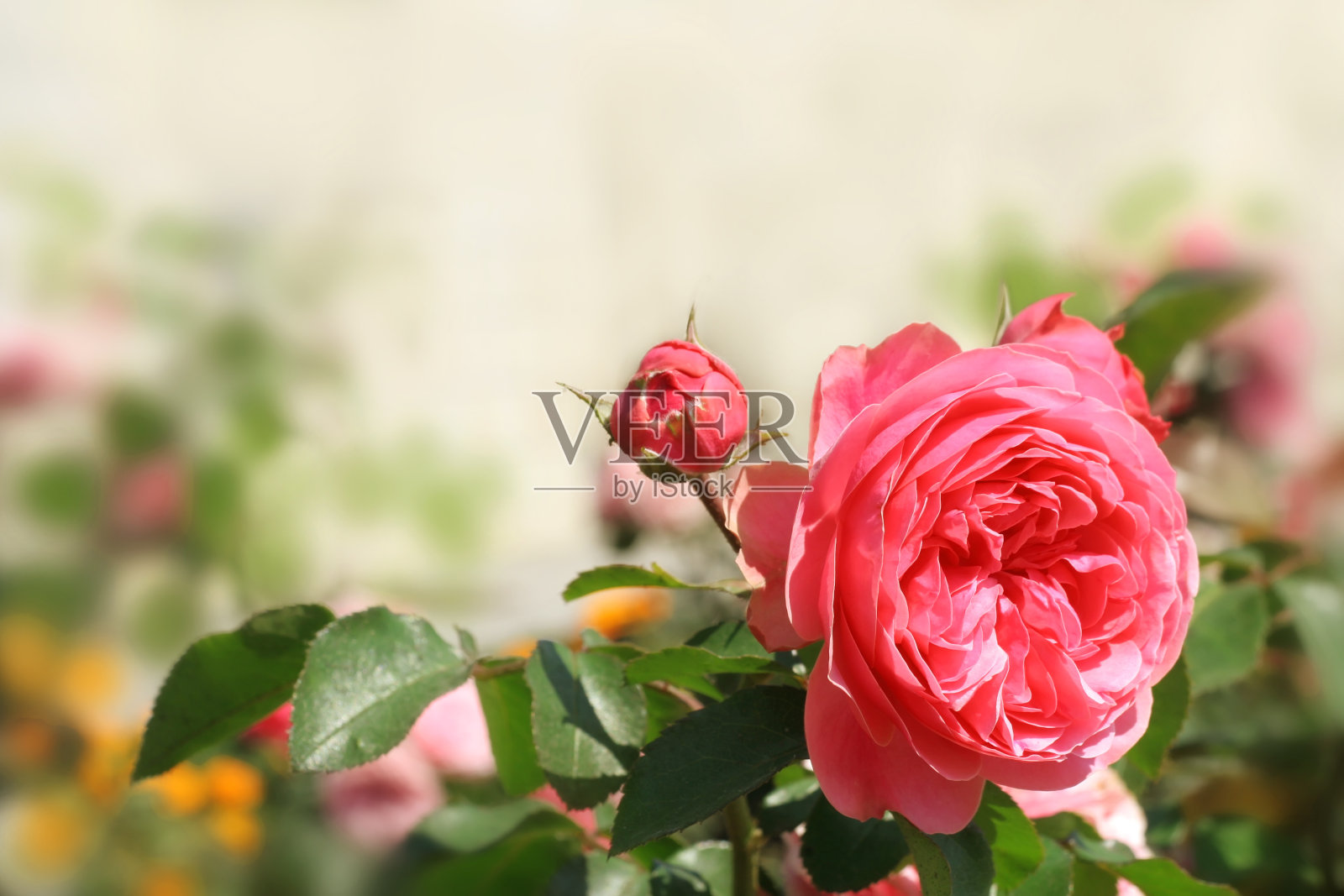 粉红玫瑰背景照片摄影图片