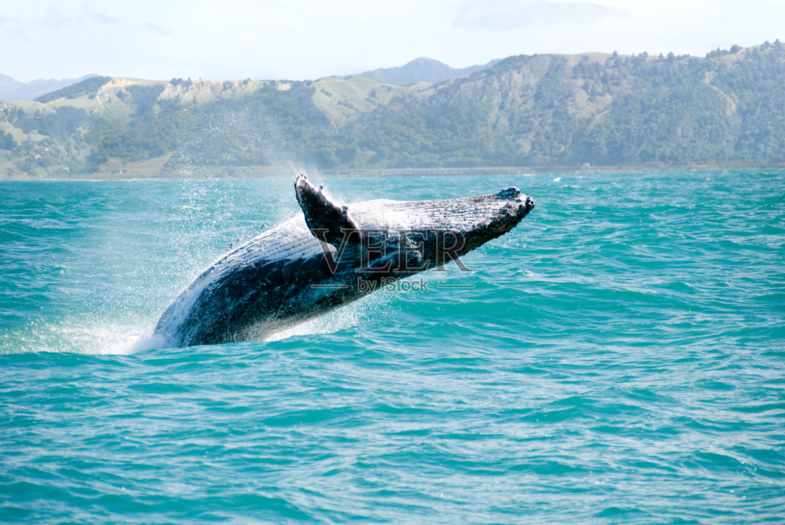 座头鲸跃出水面的特写照片摄影图片