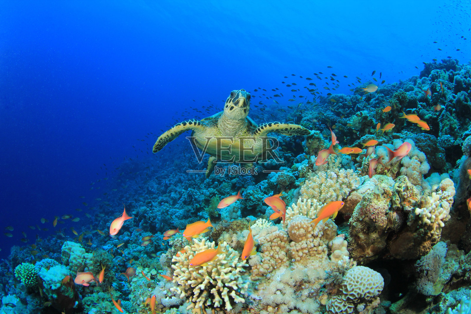 海底珊瑚礁里的海龟照片摄影图片