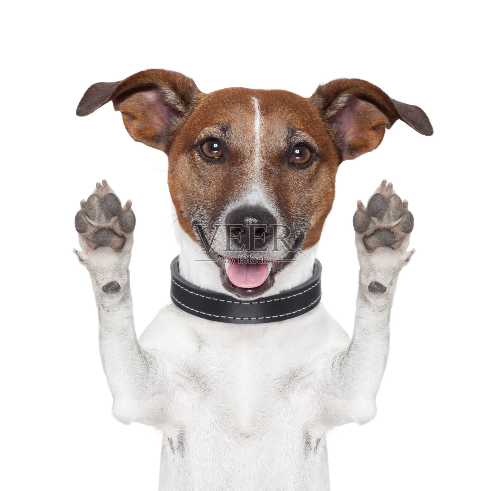 爪子 打印 狗 - 免费矢量图形Pixabay - Pixabay