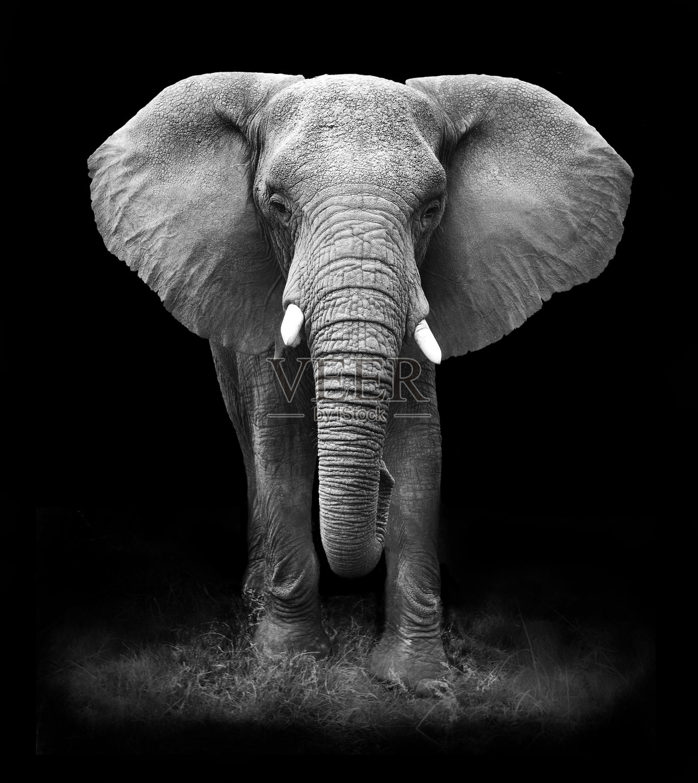 大象照片摄影图片