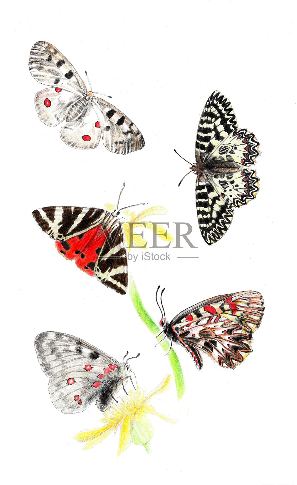 五个蝴蝶插画图片素材