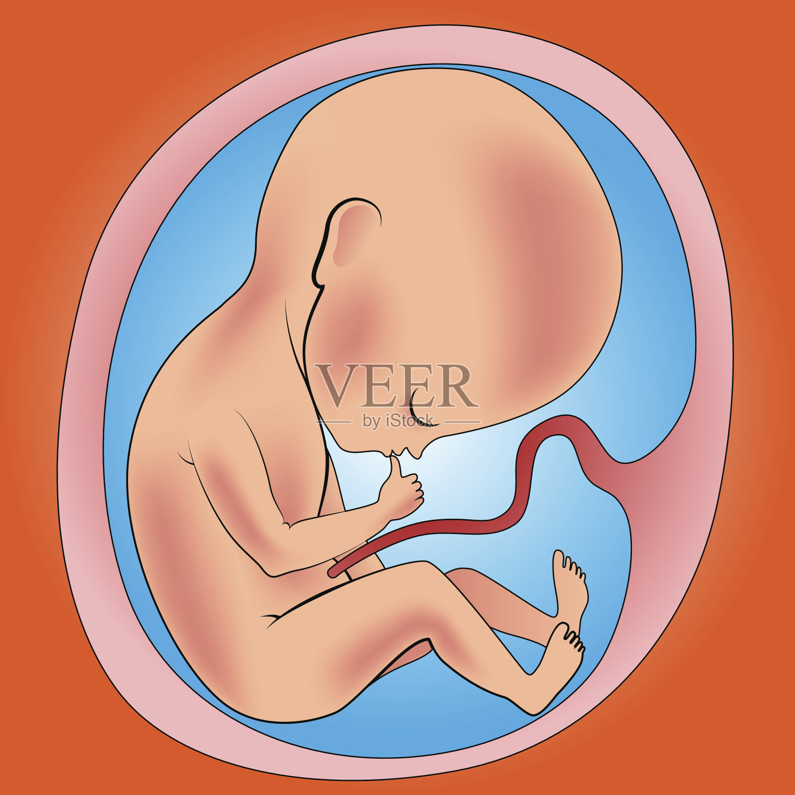 胎儿在子宫里插画图片素材