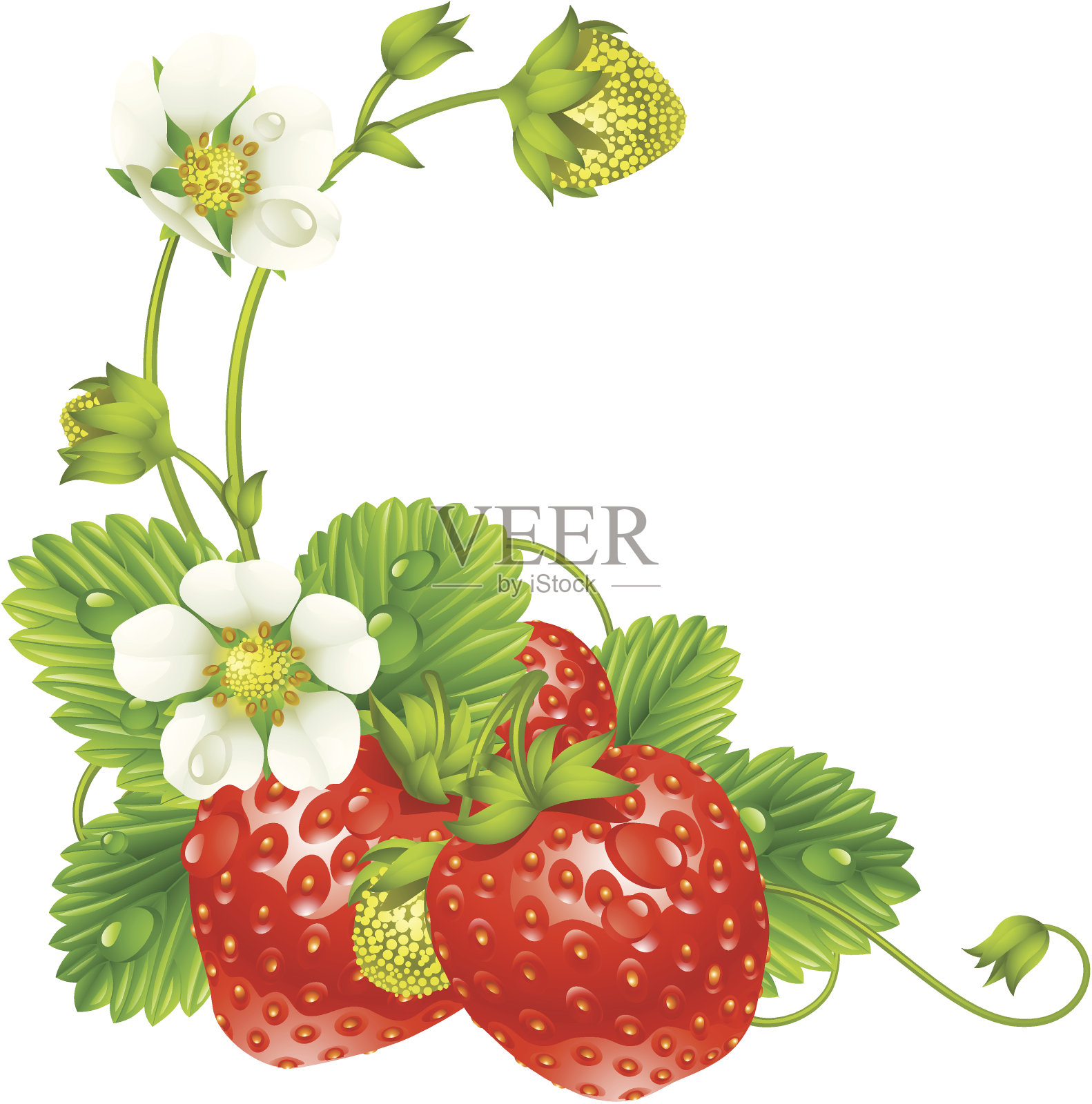矢量草莓框架孤立在白色背景插画图片素材