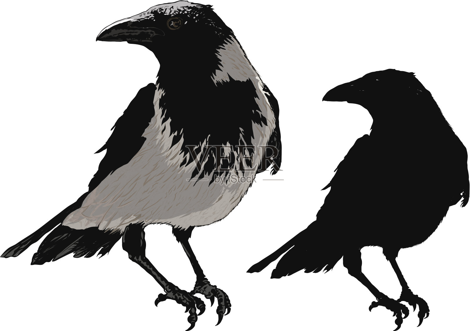 黑乌鸦插画图片素材