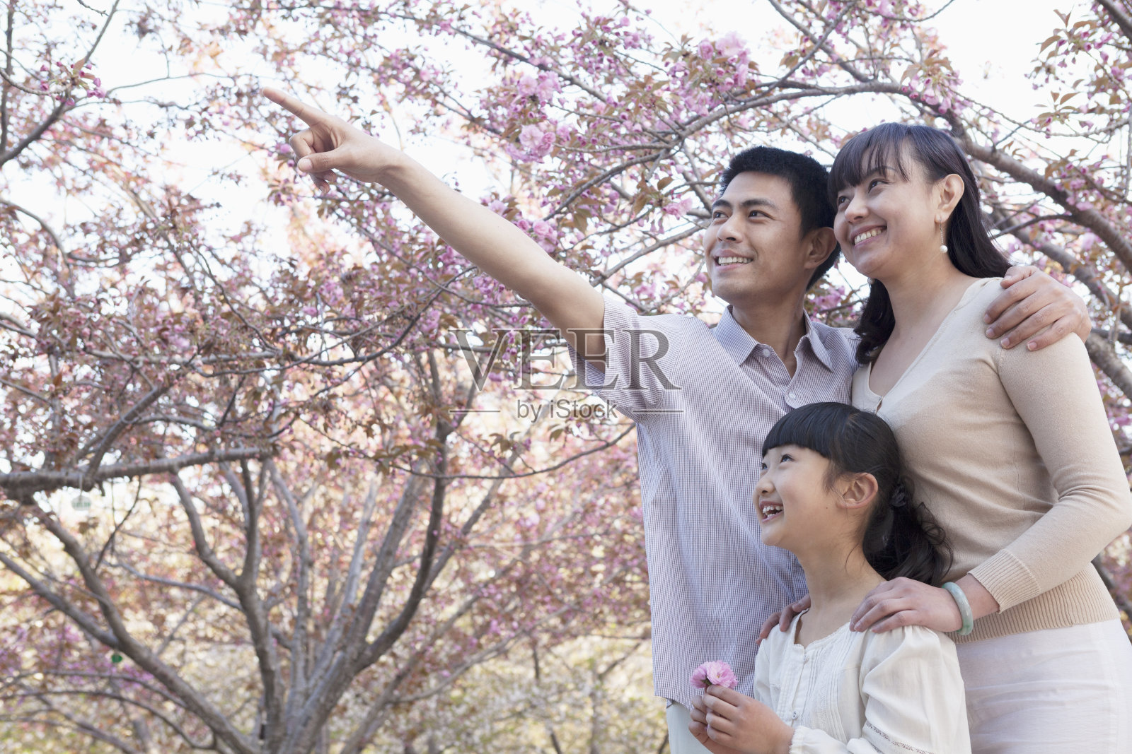 家人在欣赏樱花照片摄影图片