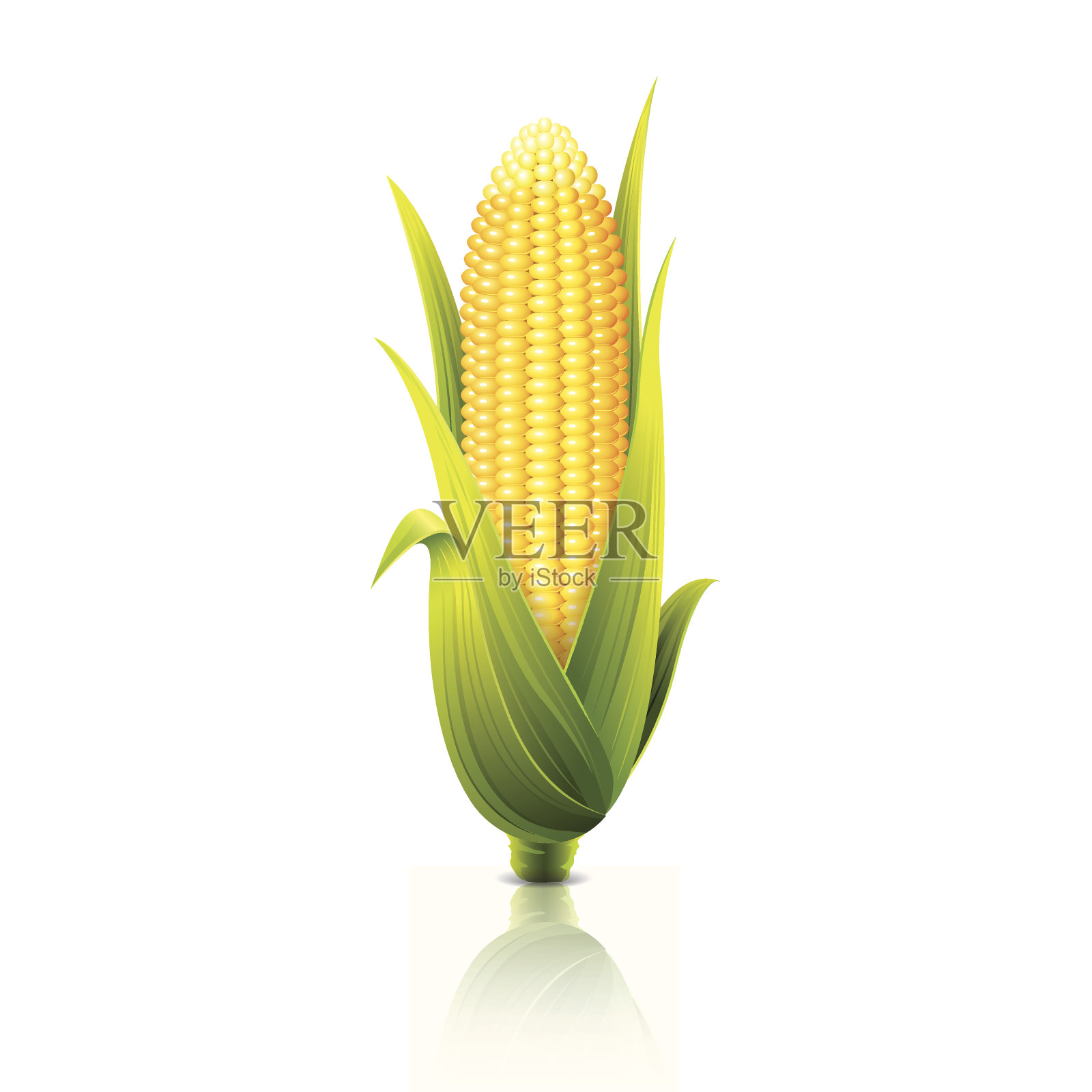 玉米芯孤立在白色矢量插图设计元素图片