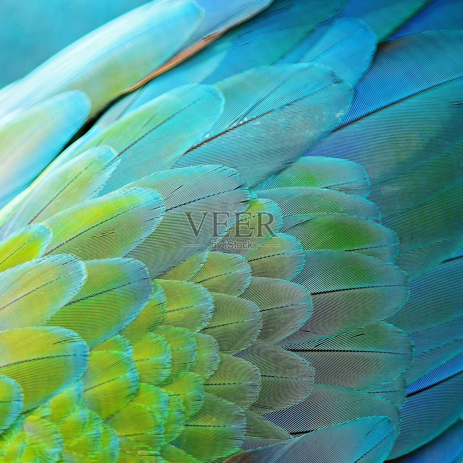 丑角金刚鹦鹉的羽毛照片摄影图片