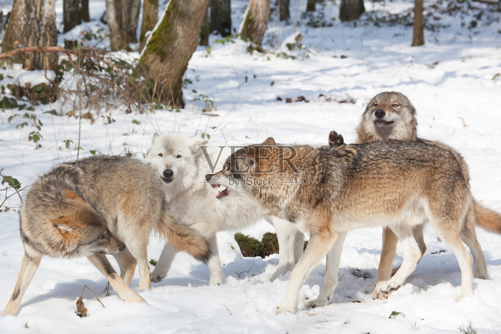 在冬季森林里与森林狼搏斗照片摄影图片