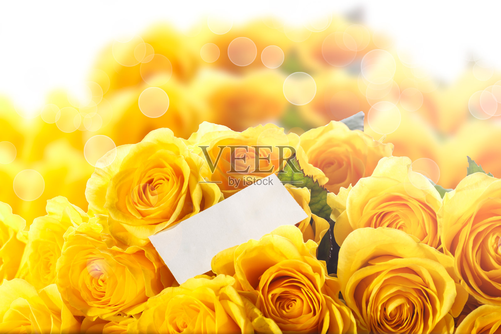 美丽的黄玫瑰照片摄影图片