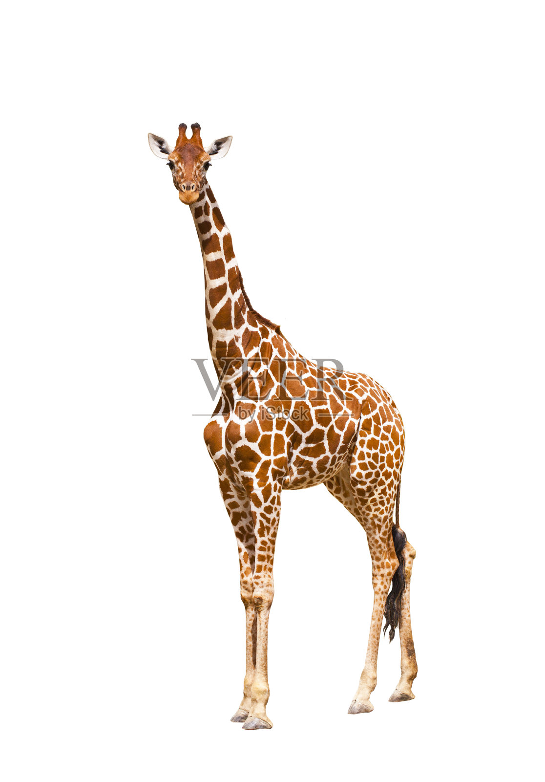 长颈鹿(Giraffa鹿豹座)照片摄影图片