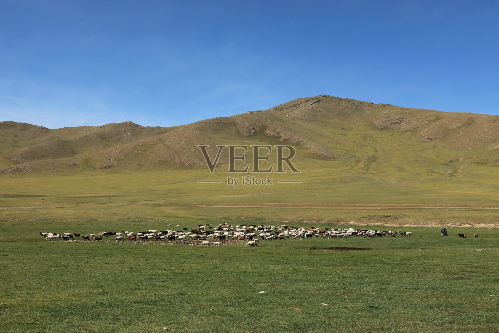 蒙古草原里有山羊跟绵羊照片摄影图片