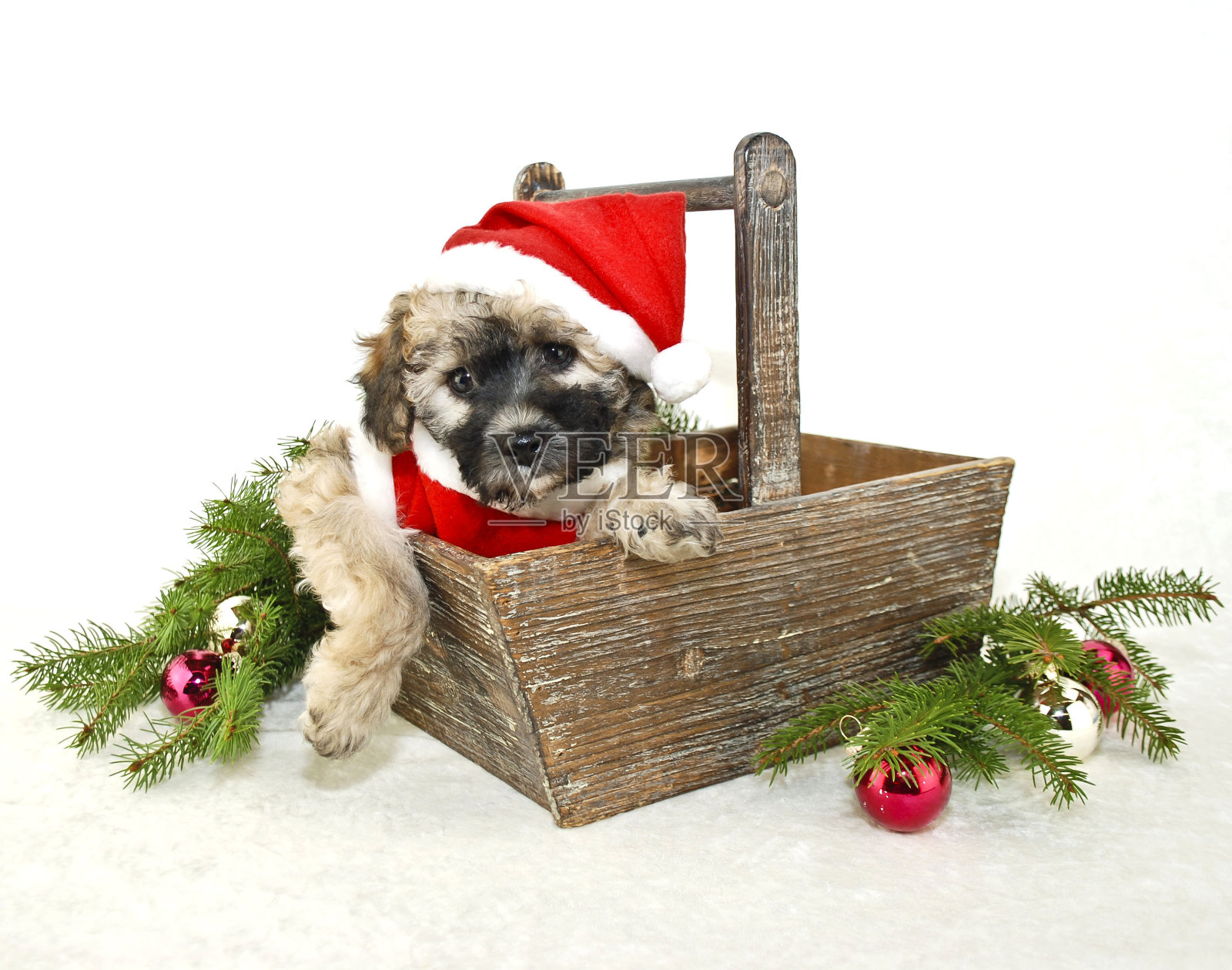 穿着圣诞老人衣服的圣诞小狗。照片摄影图片