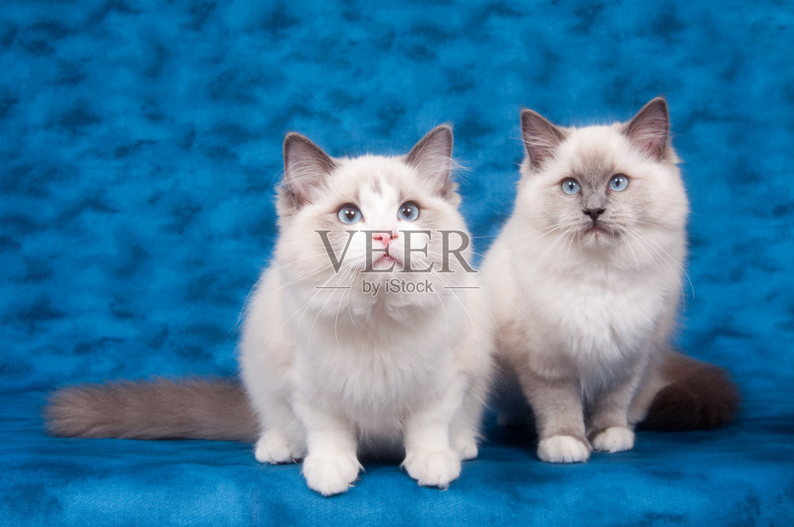 蓝色背景上的两只布偶猫照片摄影图片