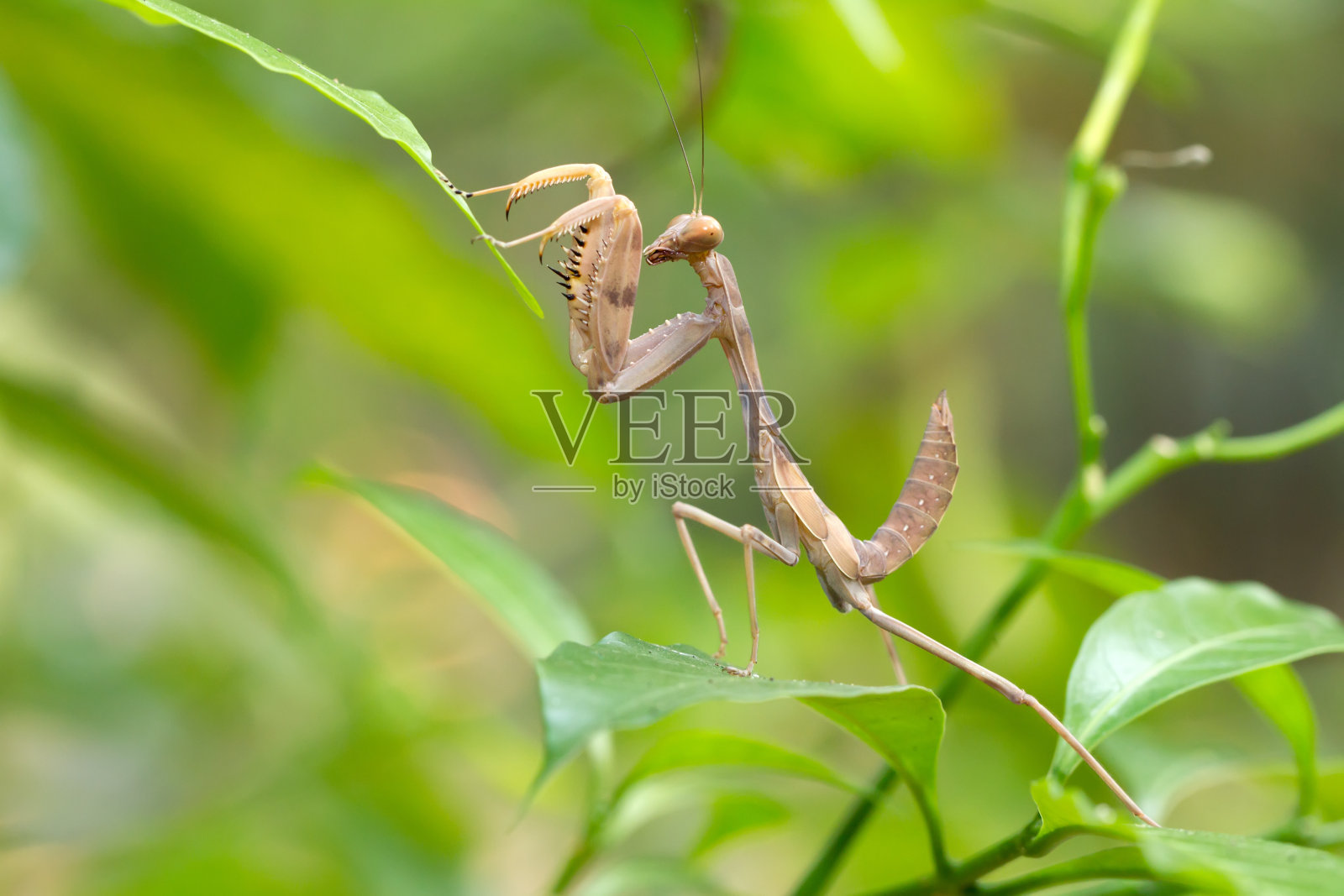 螳螂幼虫照片摄影图片