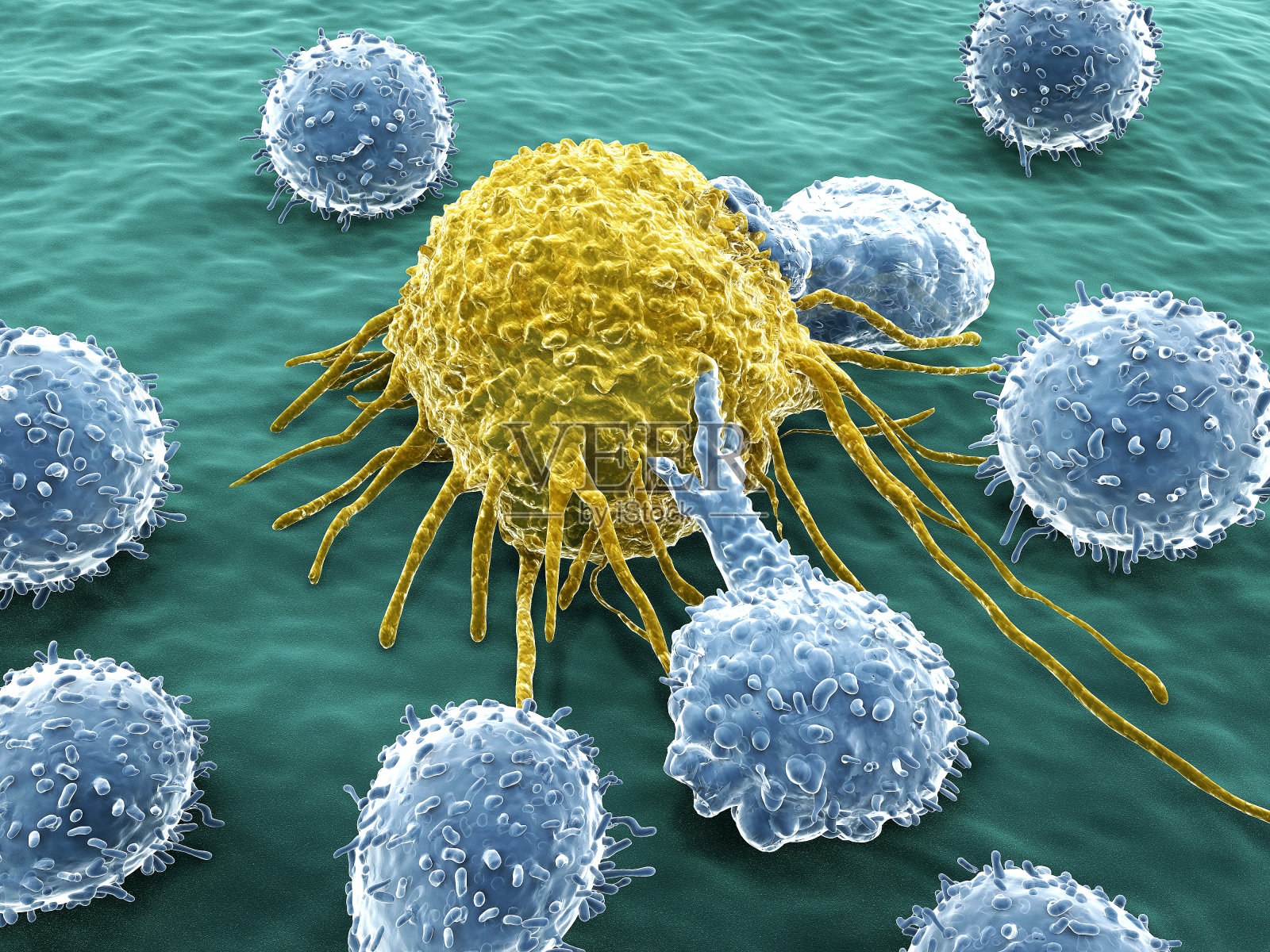 癌细胞和淋巴细胞照片摄影图片
