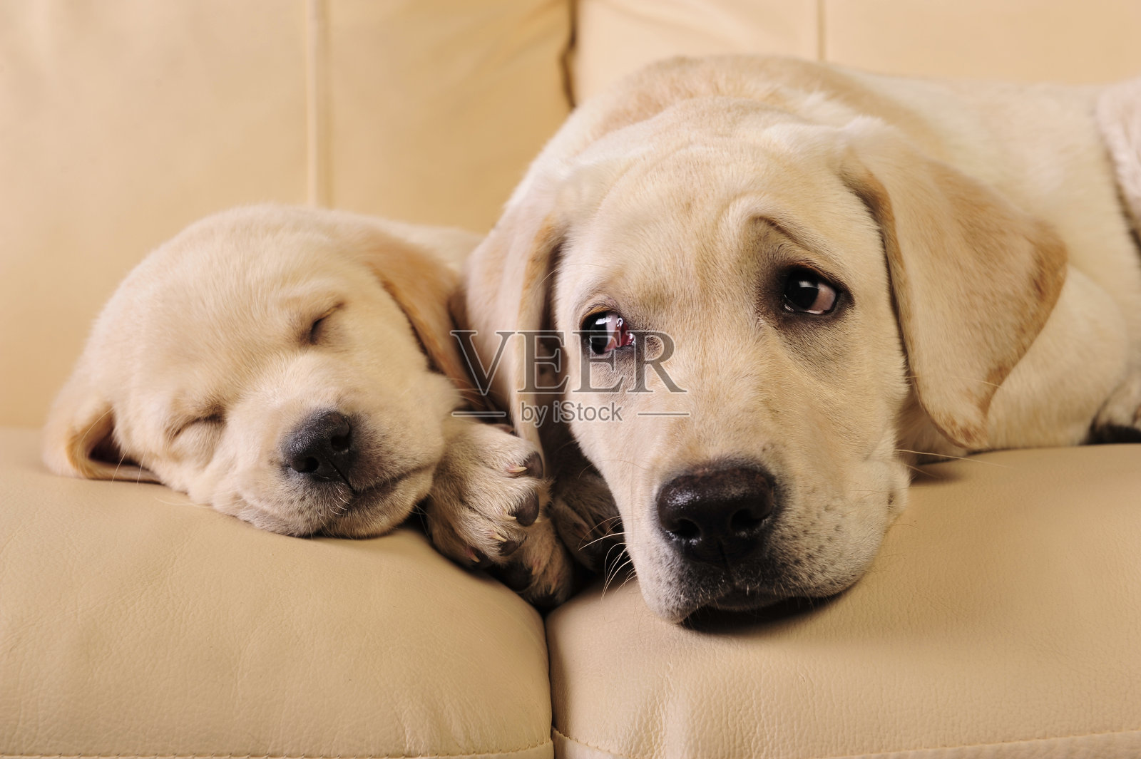 两只狗懒洋洋地躺在沙发上照片摄影图片
