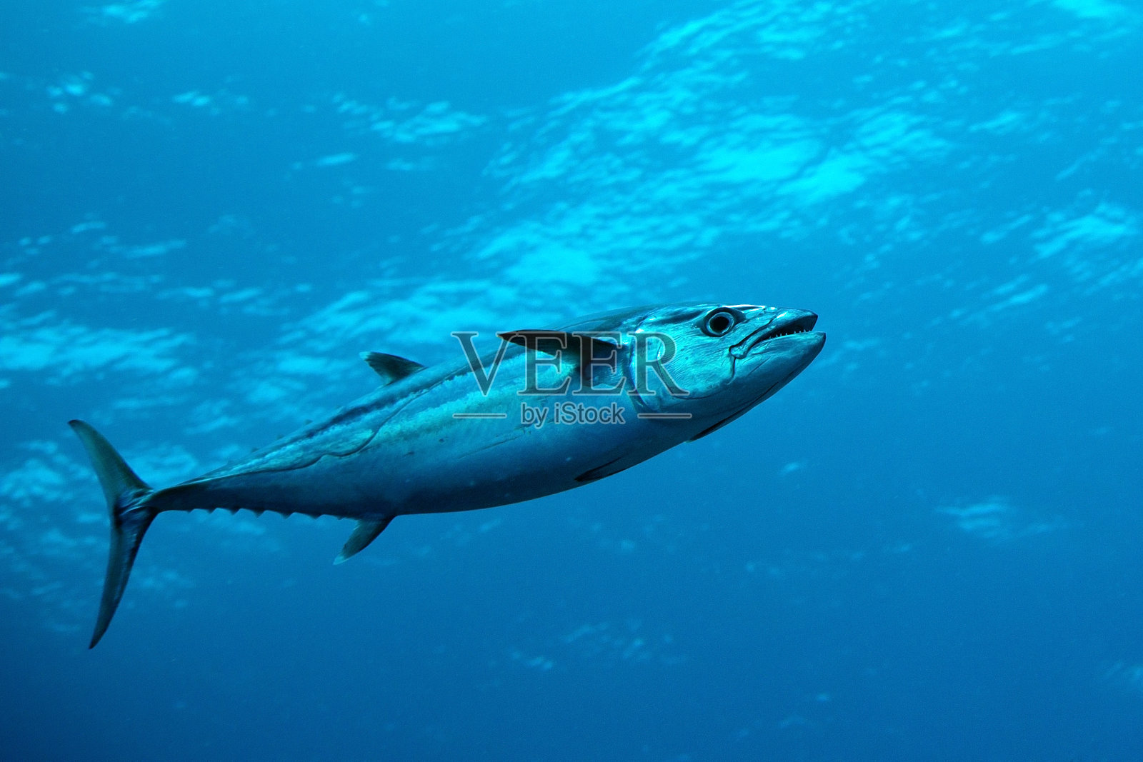 印度洋马尔代夫的犬齿金枪鱼照片摄影图片