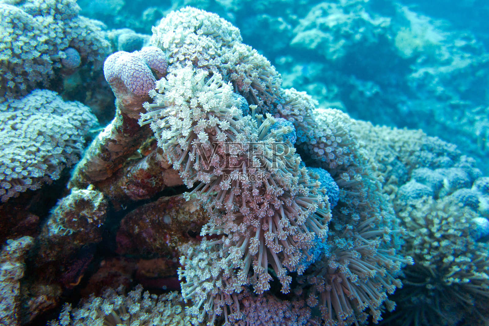 在热带海洋中，水下有软珊瑚无柄的具菌落的珊瑚礁照片摄影图片