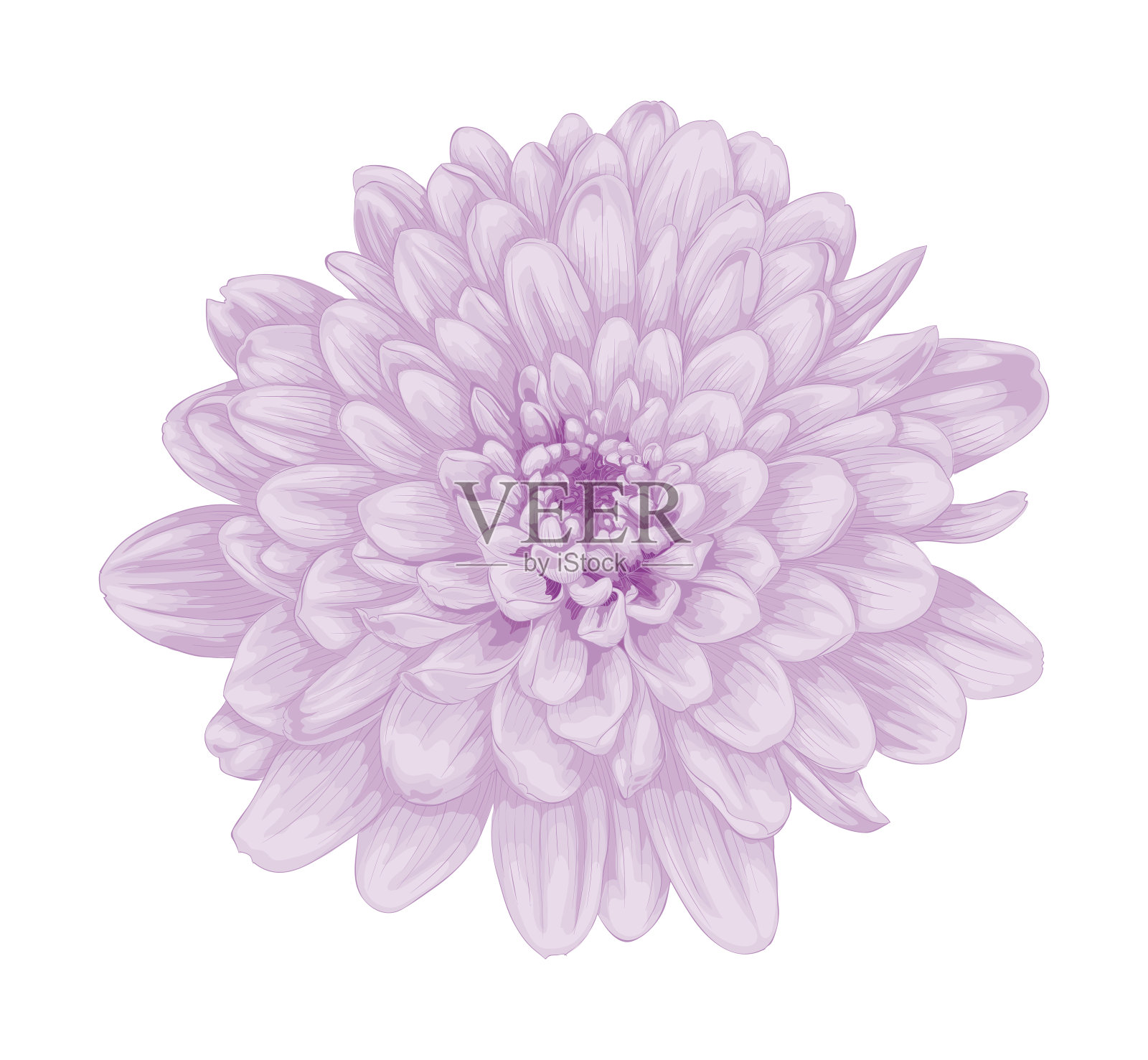孤立在白色上的紫色大丽花插画图片素材