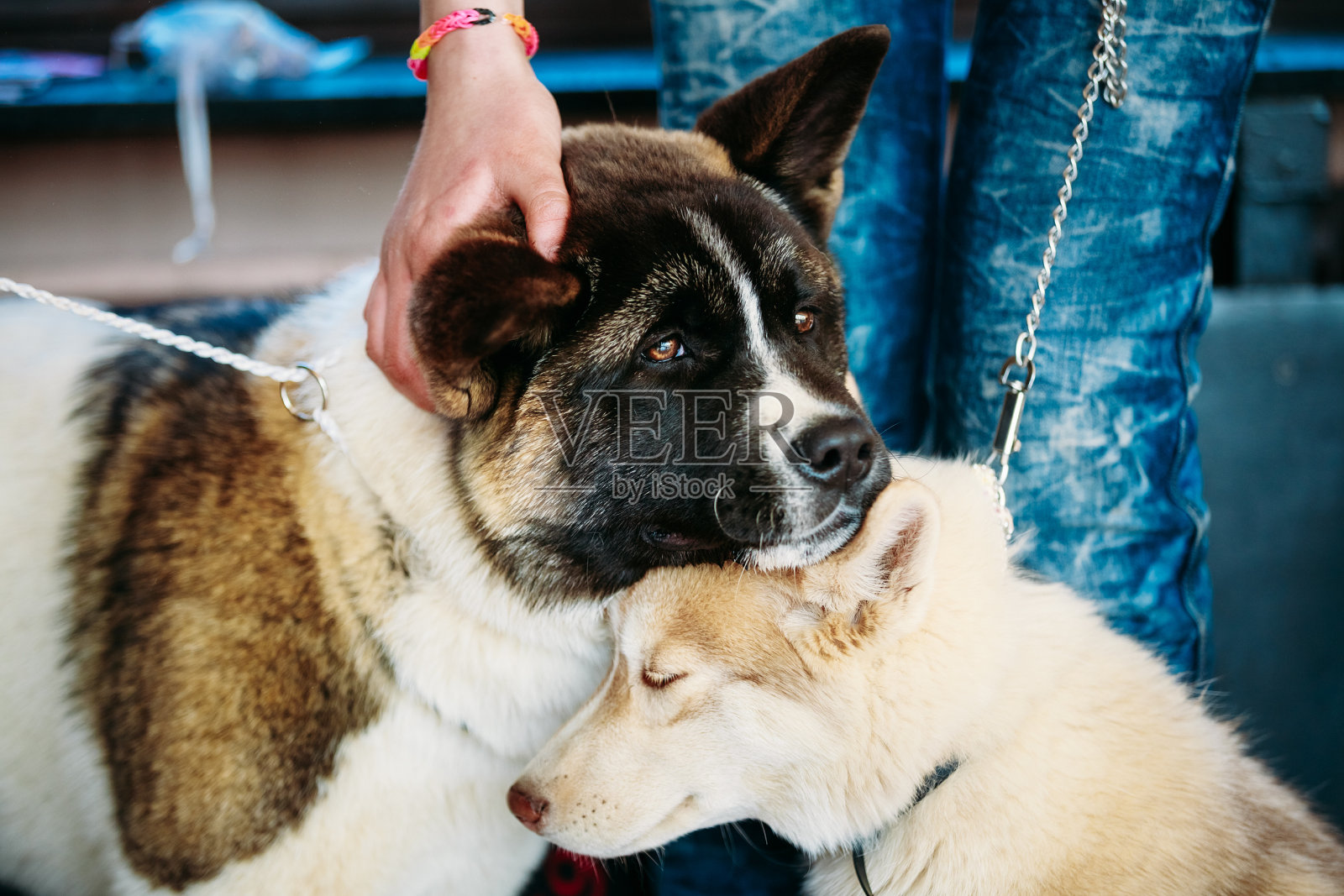 年轻的哈士奇小狗、爱斯基摩狗和美国秋田犬坐在一起照片摄影图片