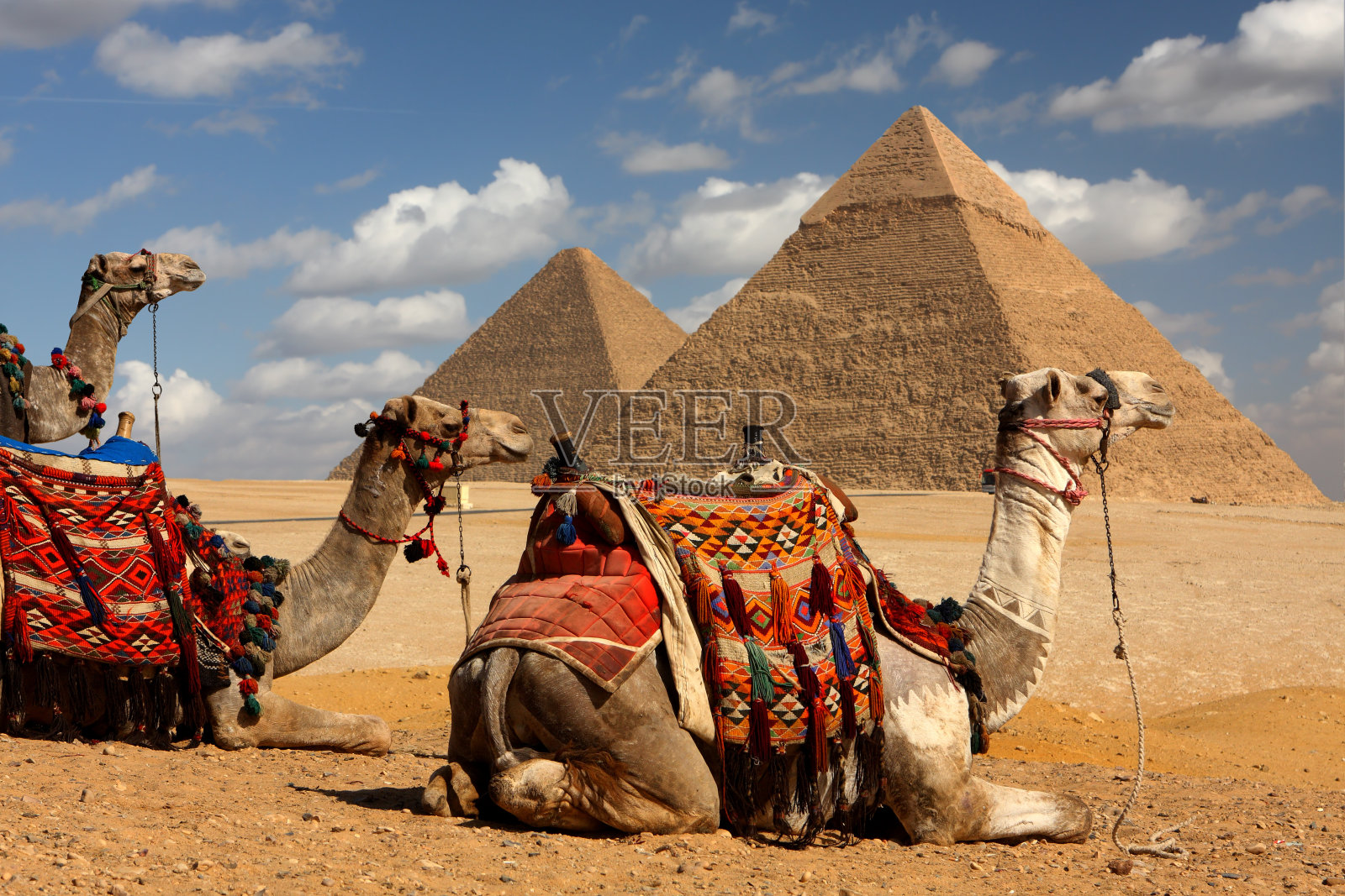 金字塔和骆驼照片摄影图片