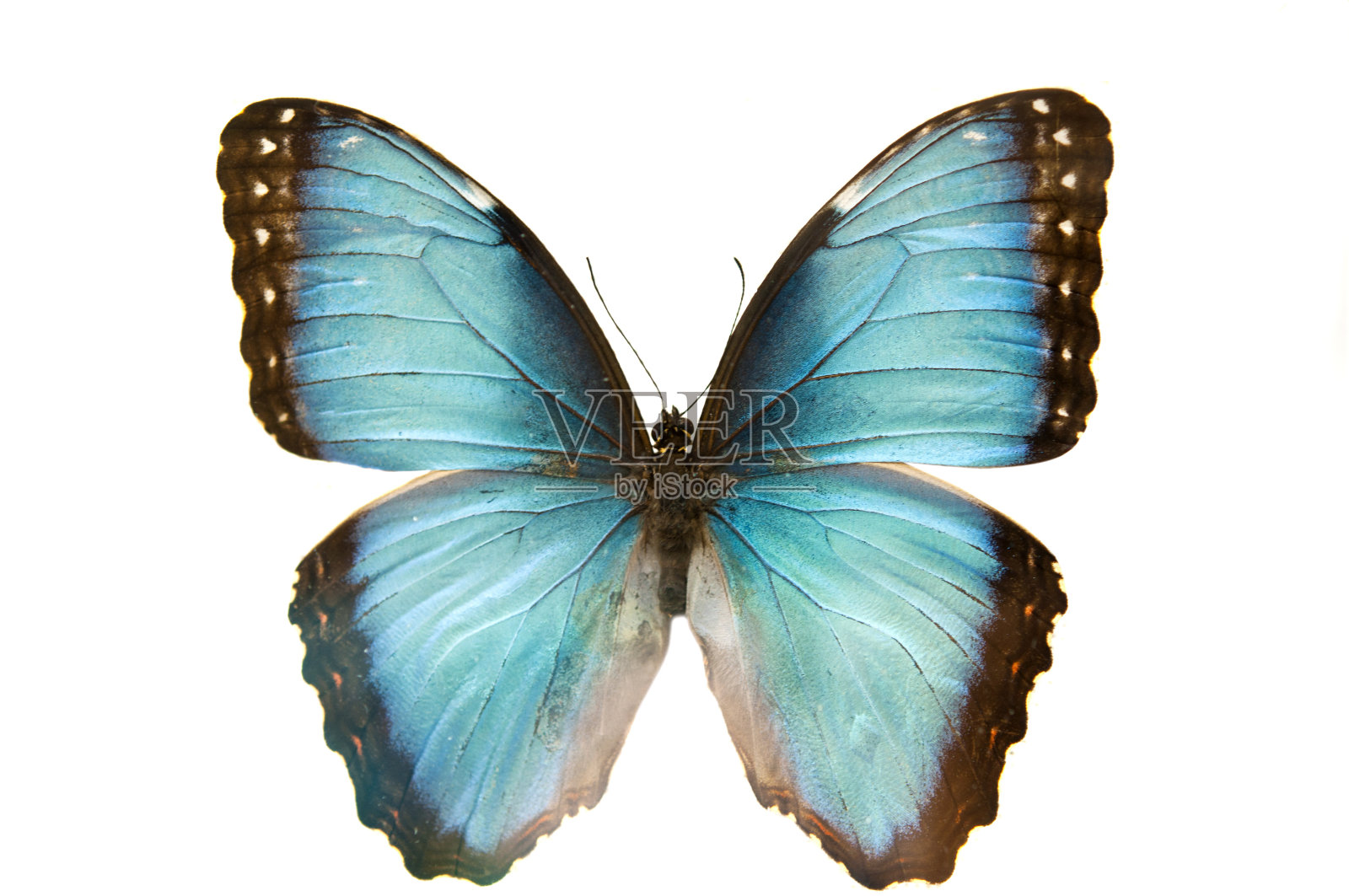 近距离微距拍摄一只孤立的蓝蝴蝶照片摄影图片