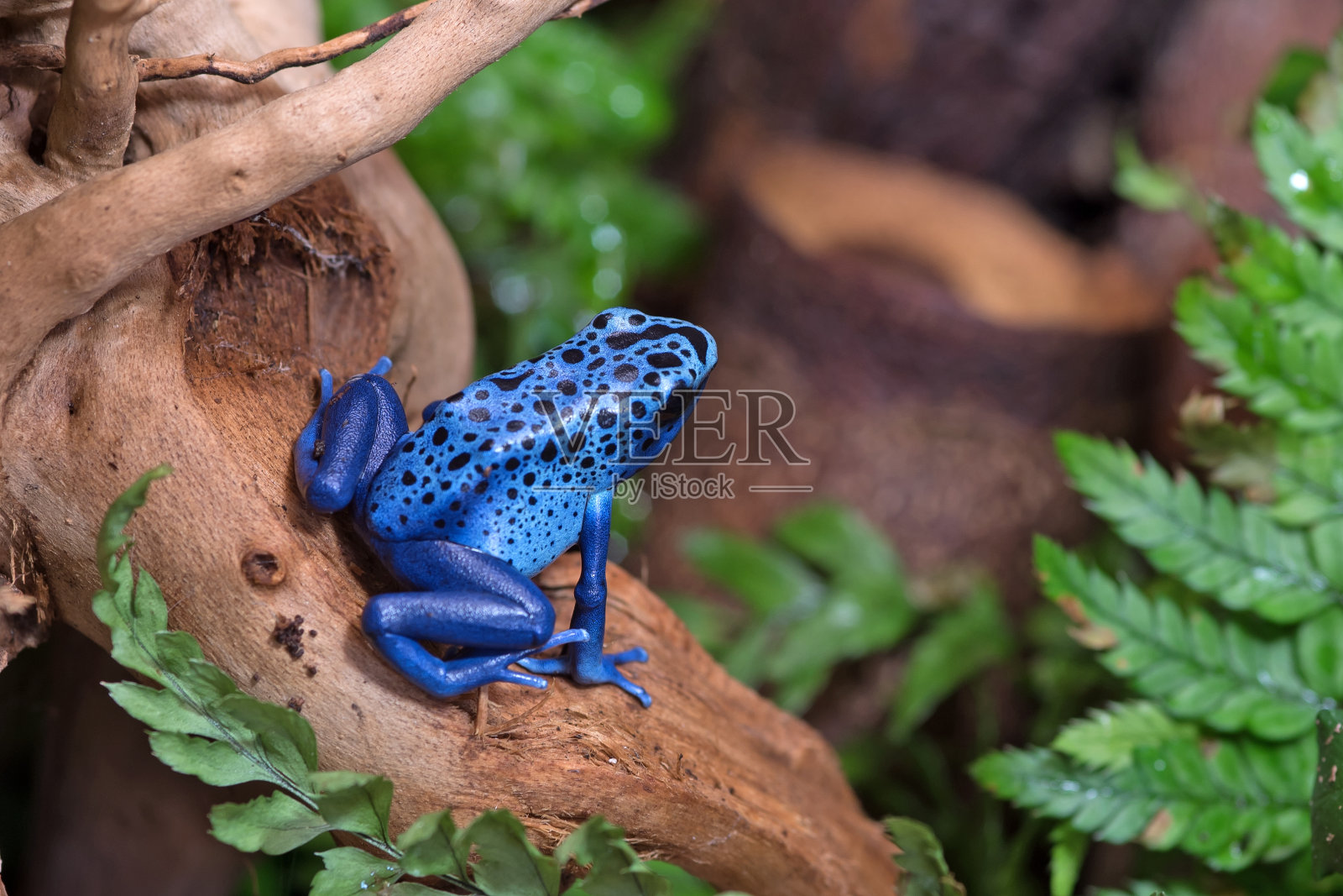 蓝色的箭毒蛙照片摄影图片