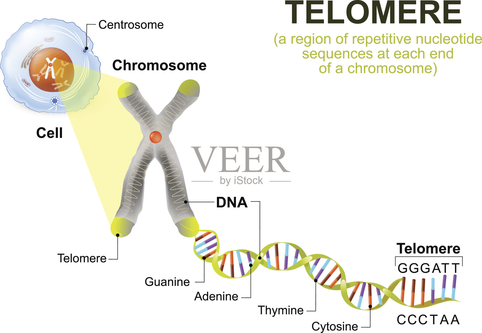 人类细胞，染色体和端粒插画图片素材