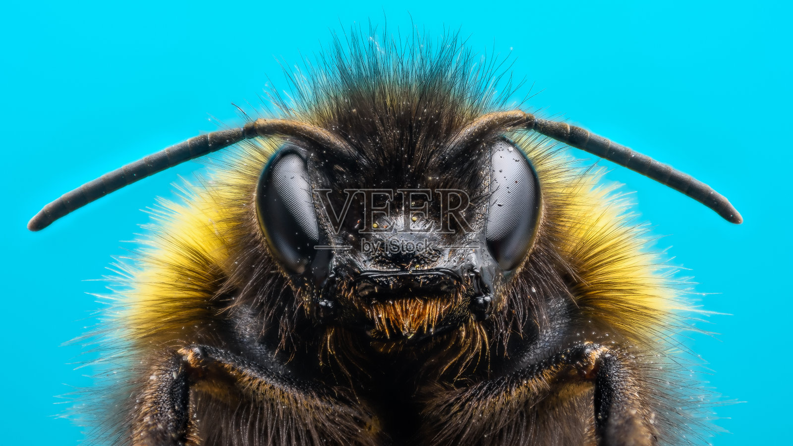 愤怒的大黄蜂照片摄影图片