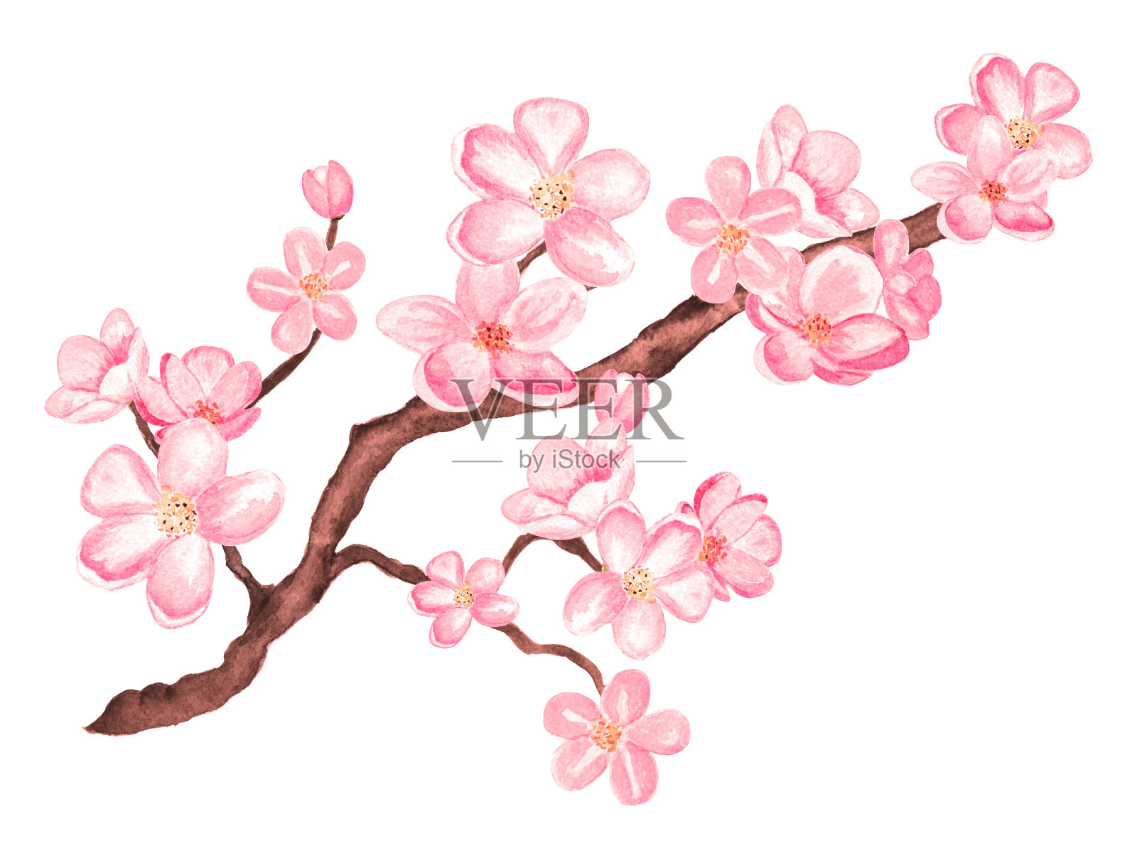 水彩枝头绽放樱花，樱花树上满是鲜花设计元素图片