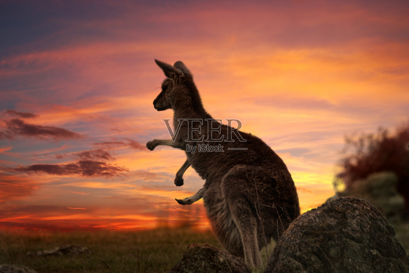 澳大利亚袋鼠日落照片摄影图片