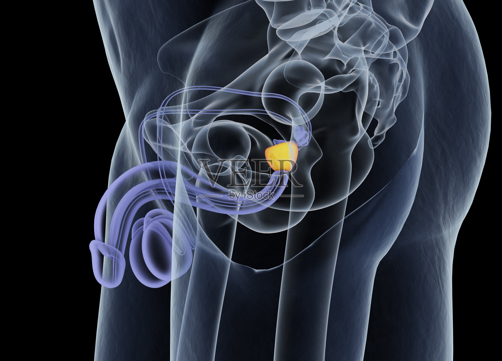 前列腺。男性生殖和泌尿系统。照片摄影图片