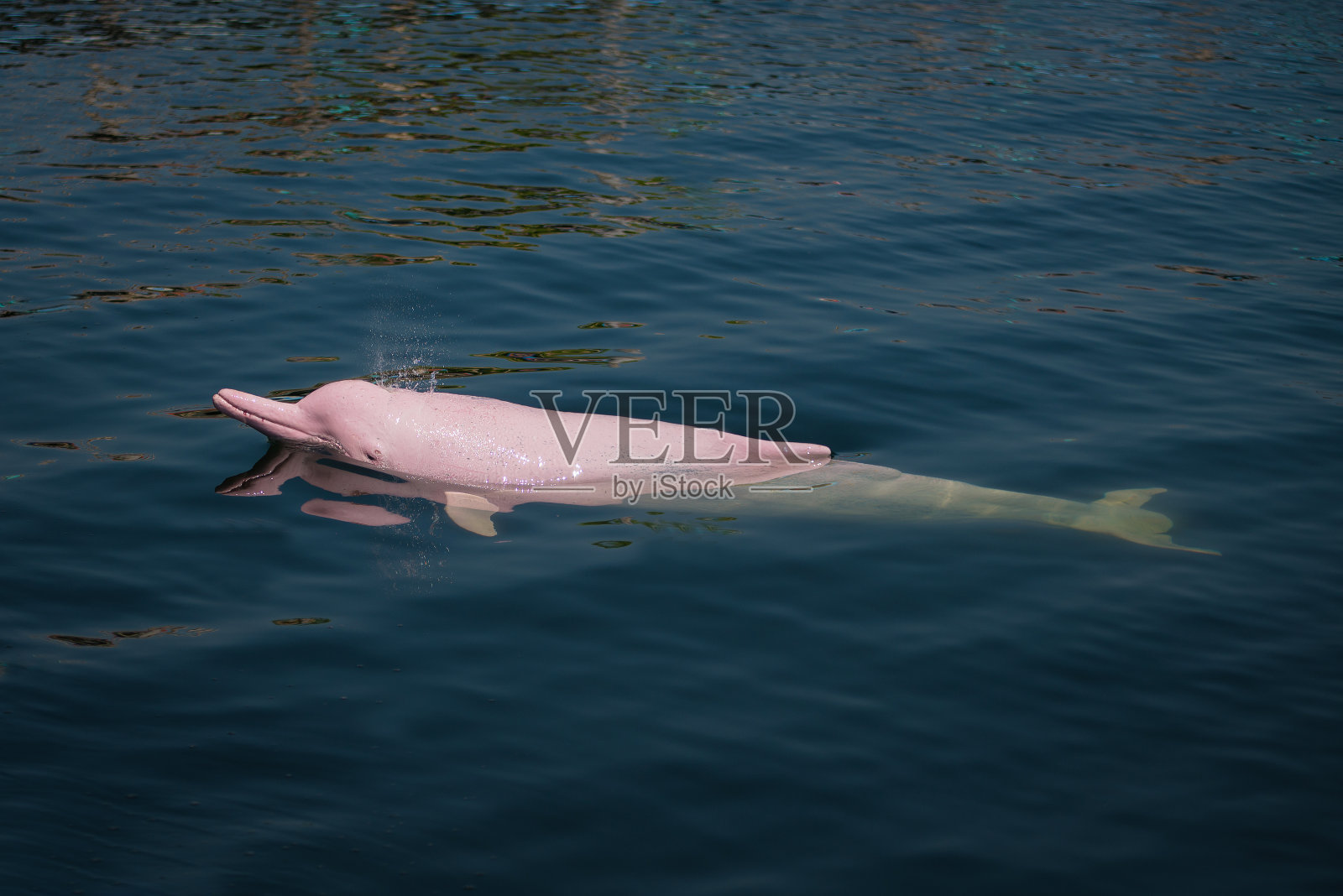 粉红色的海豚在海里。照片摄影图片