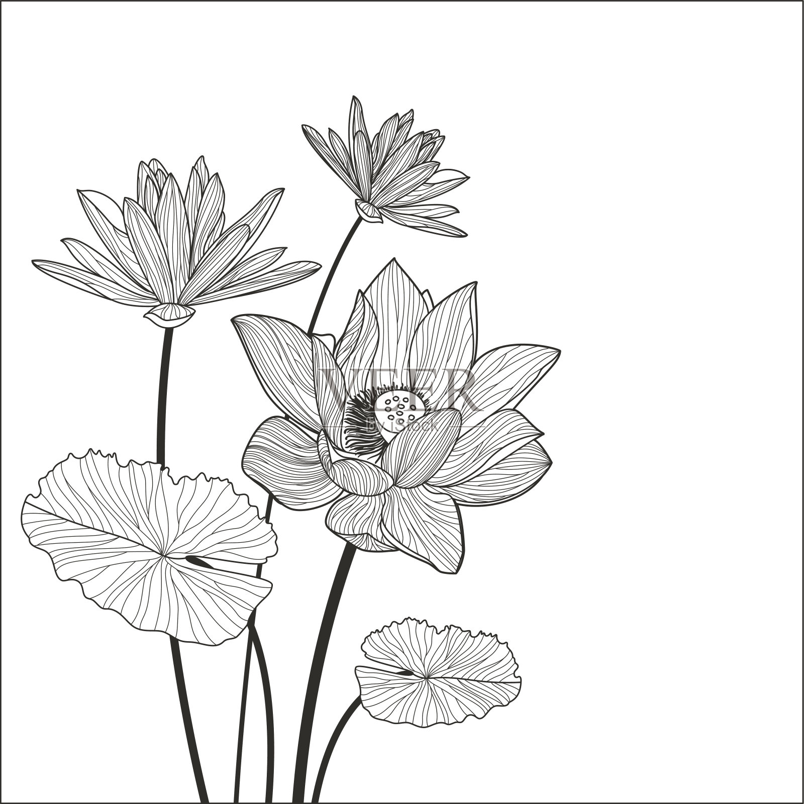 美丽的荷花插图。向量黑白花背景设计元素图片