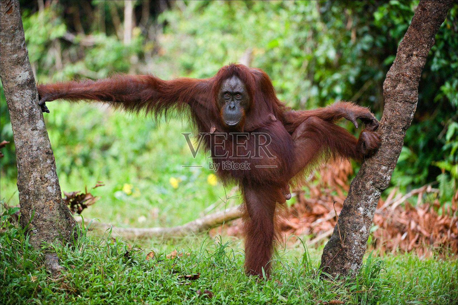 雌性猩猩摆姿势照片摄影图片